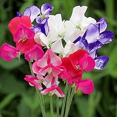 Suttons sweet pea for sale  Delivered anywhere in UK