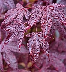 Seeds acer purpureum for sale  Delivered anywhere in USA 