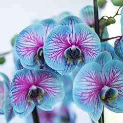 Platago orchid flower for sale  Delivered anywhere in USA 