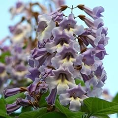 Paulownia tomentosa empress for sale  Delivered anywhere in Ireland