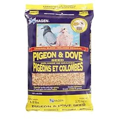 Hagen pigeon dove for sale  Delivered anywhere in USA 