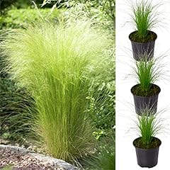 Pony tails grass for sale  Delivered anywhere in UK