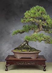 Usato, Tropica - Bonsai - pino nero giapponese (Pinus thunbergii) - 30 semi usato  Spedito ovunque in Italia 