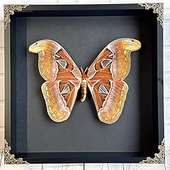 Atlas moth butterfly for sale  Delivered anywhere in UK