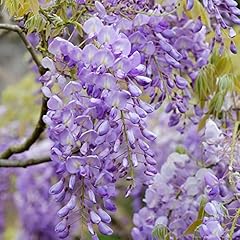 Gardenersdream wisteria sinens for sale  Delivered anywhere in UK