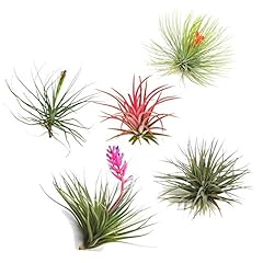 Plant box 5er gebraucht kaufen  Wird an jeden Ort in Deutschland