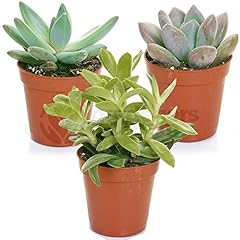 Succulent mix plants for sale  Delivered anywhere in UK