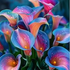 Calla lily bulbs.strong for sale  Delivered anywhere in UK