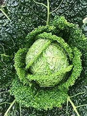 Savoy cabbage plug for sale  Delivered anywhere in UK
