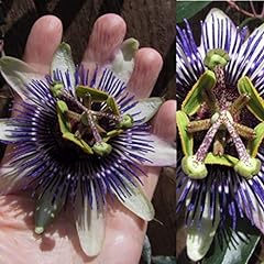 Passiflora passion flower for sale  Delivered anywhere in UK
