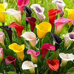 Calla lilien zantedeschia gebraucht kaufen  Wird an jeden Ort in Deutschland