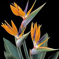 Suttons strelitzia bird for sale  Delivered anywhere in Ireland