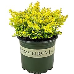 Blooming beautiful golden for sale  Delivered anywhere in USA 