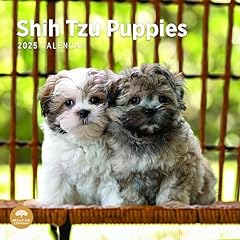 2025 shih tzu for sale  Delivered anywhere in USA 