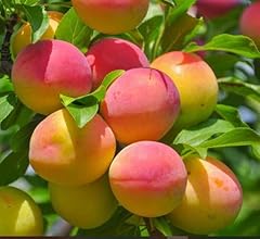 Grafted apricot tree for sale  Delivered anywhere in USA 
