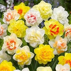 Pre chilled daffodil for sale  Delivered anywhere in USA 