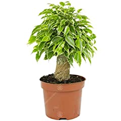 Ficus benjamina variegated for sale  Delivered anywhere in UK