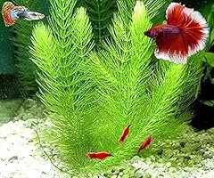 Hornwort young healthy for sale  Delivered anywhere in USA 