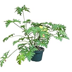 Live citronella wards for sale  Delivered anywhere in USA 