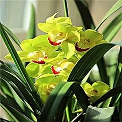100pcs semi orchidea usato  Spedito ovunque in Italia 