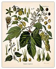 Vintage hops plant for sale  Delivered anywhere in USA 