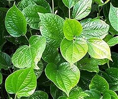 Vietnamese bbq leaf for sale  Delivered anywhere in USA 