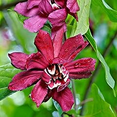 Calycanthus floridus profumato usato  Spedito ovunque in Italia 