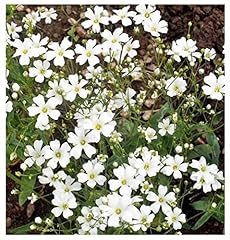Baby breath seeds for sale  Delivered anywhere in USA 