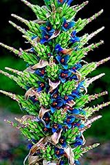 Sapphire tower seeds for sale  Delivered anywhere in USA 