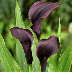 Black calla lily for sale  Delivered anywhere in USA 