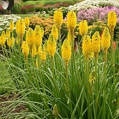 Kniphofia banana popsicle for sale  Delivered anywhere in UK