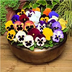 Pansy mixed bedding for sale  Delivered anywhere in UK