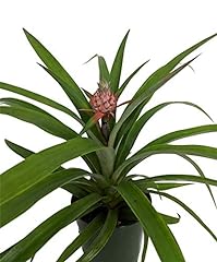 Fruiting pineapple plant for sale  Delivered anywhere in USA 