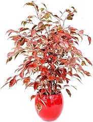 Powers flowers ficus usato  Spedito ovunque in Italia 