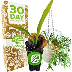 Wellspring gardens staghorn for sale  Delivered anywhere in USA 