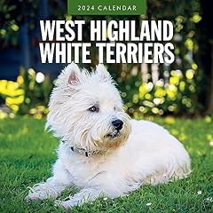 West highland white for sale  Delivered anywhere in Ireland