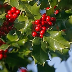 Yougarden english holly for sale  Delivered anywhere in UK