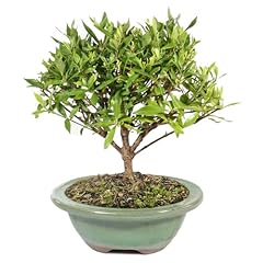 Brussel live gardenia for sale  Delivered anywhere in USA 