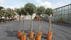 Gruenwaren jakubik livenbaum gebraucht kaufen  Wird an jeden Ort in Deutschland