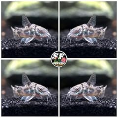 Aquatic peper palaetus for sale  Delivered anywhere in USA 