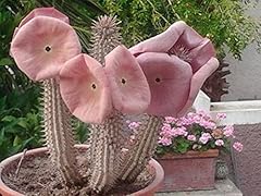 Hoodia gordonii amazing d'occasion  Livré partout en France
