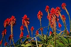 Red fire plant for sale  Delivered anywhere in USA 