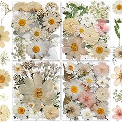135pcs white dried for sale  Delivered anywhere in UK
