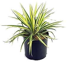 Yucca filamentosa color for sale  Delivered anywhere in USA 