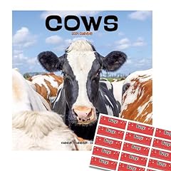Cows calendar 2024 for sale  Delivered anywhere in UK