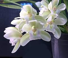 Orchid insanity cymbidium for sale  Delivered anywhere in USA 