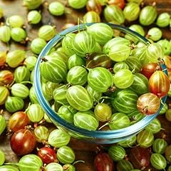 Sweet gooseberry bush for sale  Delivered anywhere in USA 