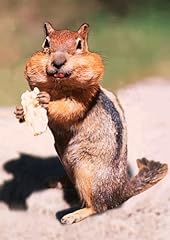 Chubby cheeked chipmunk for sale  Delivered anywhere in USA 