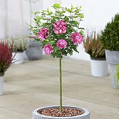 Hibiscus duc brabant gebraucht kaufen  Wird an jeden Ort in Deutschland