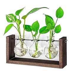 Ivolador plant terrarium for sale  Delivered anywhere in USA 